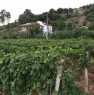 foto 3 - Torano Castello terreno agricolo a Cosenza in Vendita