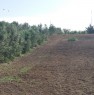 foto 4 - Balestrate terreno agricolo a Palermo in Vendita