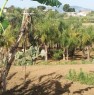 foto 2 - Balestrate terreno agricolo a Palermo in Vendita