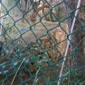 foto 6 - Orbetello terreno recintato a Grosseto in Vendita