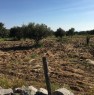 foto 2 - Scicli terreno agricolo in parte edificabile a Ragusa in Vendita
