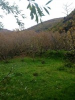 Annuncio vendita Giffoni Valle Piana appezzamenti terreno agricolo