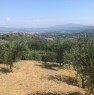 foto 2 - Montevarchi oliveto in posizione panoramica a Arezzo in Vendita