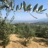 foto 1 - Montevarchi oliveto in posizione panoramica a Arezzo in Vendita