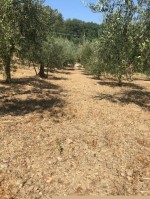 Annuncio vendita Montevarchi oliveto in posizione panoramica
