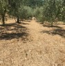 foto 0 - Montevarchi oliveto in posizione panoramica a Arezzo in Vendita