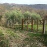 foto 1 - Terreno agricolo in frazione Terrati a Cosenza in Vendita