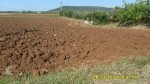 Annuncio vendita San Nicandro Garganico terreni semenati