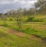 foto 1 - Alghero zona monte Pedrosu terreno agricolo a Sassari in Vendita