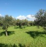 foto 2 - Sciacca terreno agricolo in zona piana Scunchipani a Agrigento in Vendita