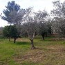 foto 36 - Pisticci localit Carcarole terreno con casetta a Matera in Vendita