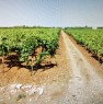 foto 0 - A Manduria terreno agricolo a Taranto in Vendita