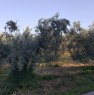 foto 5 - Baschi appezzamenti di terreno agricolo boschivo a Terni in Vendita