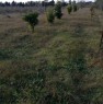 foto 15 - Terreno agricolo nell'agro di Uta a Cagliari in Vendita