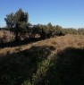 foto 10 - Terreno agricolo nell'agro di Uta a Cagliari in Vendita