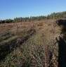 foto 3 - Terreno agricolo nell'agro di Uta a Cagliari in Vendita