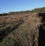 foto 2 - Terreno agricolo nell'agro di Uta a Cagliari in Vendita