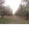 foto 5 - Magliano in Toscana terreno agricolo a Grosseto in Vendita