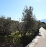 foto 3 - Capannori sulle colline villa singola a Lucca in Vendita