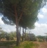 foto 5 - San Donaci terreno agricolo con rudere a Brindisi in Vendita