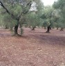 foto 5 - Latiano oliveto secolare in localit Sardella a Brindisi in Vendita