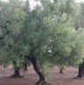 foto 4 - Latiano oliveto secolare in localit Sardella a Brindisi in Vendita