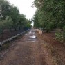foto 3 - Latiano oliveto secolare in localit Sardella a Brindisi in Vendita