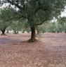 foto 1 - Latiano oliveto secolare in localit Sardella a Brindisi in Vendita