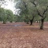 foto 0 - Latiano oliveto secolare in localit Sardella a Brindisi in Vendita