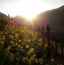 foto 7 - Tirano azienda vitivinicola a Sondrio in Vendita