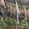 foto 4 - Tirano azienda vitivinicola a Sondrio in Vendita
