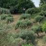 foto 2 - Agropoli terreno agricolo con rudere diruto a Salerno in Vendita
