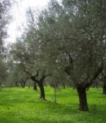 Annuncio vendita Fisciano fondo rustico per oliveto e castagneto