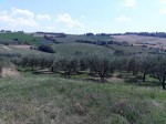 Annuncio vendita San Giovanni in Marignano terreno ad uso agricolo