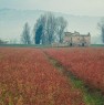 foto 5 - Cannara propriet agricola a Perugia in Vendita