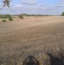 foto 5 - Olmedo terreno agricolo a Sassari in Vendita