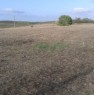 foto 3 - Olmedo terreno agricolo a Sassari in Vendita