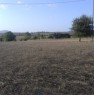foto 2 - Olmedo terreno agricolo a Sassari in Vendita