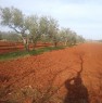 foto 2 - San Lorenzo di Umago fertile terreno agricolo a Croazia in Vendita