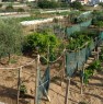 foto 7 - Ispica casa singola con vigneto e frutteto a Ragusa in Vendita
