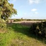 foto 8 - Alghero terreno agricolo pianeggiante a Sassari in Vendita