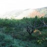 foto 2 - Santa Lucia del Mela terreno agricolo con casetta a Messina in Vendita
