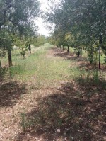 Annuncio vendita Ruvo di Puglia terreno agricolo con frutti