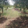 foto 0 - Ruvo di Puglia terreno agricolo con frutti a Bari in Vendita