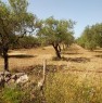 foto 7 - Acquaviva delle Fonti terreno agricolo a Bari in Vendita