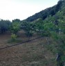 foto 5 - Rossano terreno di uliveto e frutteto a Cosenza in Vendita