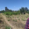 foto 3 - Sorso vigneto con frutteto zona Badde Fustiggi a Sassari in Vendita
