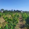 foto 1 - Sorso vigneto con frutteto zona Badde Fustiggi a Sassari in Vendita