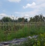 foto 3 - Lein terreno agricolo recintato a Torino in Vendita