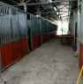 foto 0 - Alvignano capannone con box per cavalli a Caserta in Affitto